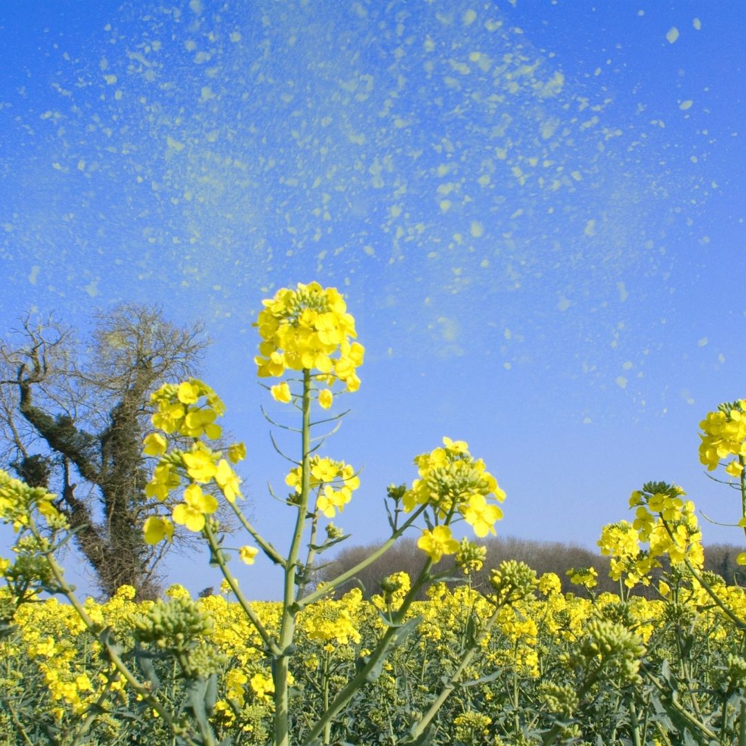 alergia polen