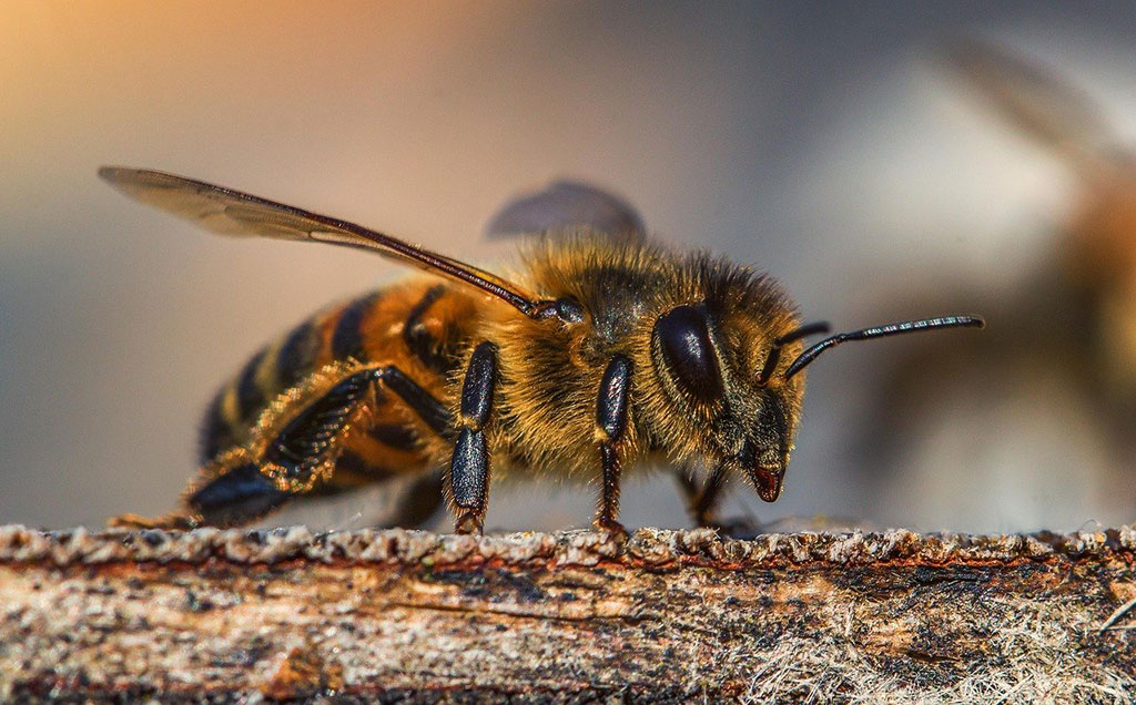 Alergia al veneno de himenopteros