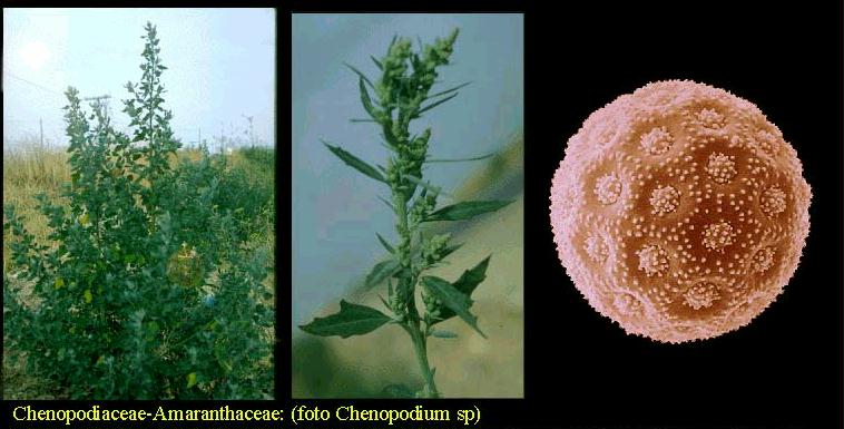 Chenopodium