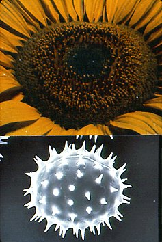 Helianthus Annuus