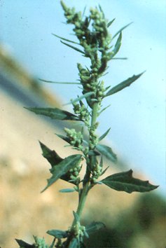 Chenopodium Album