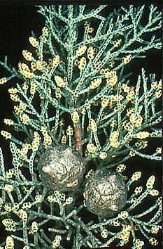 Cupressus Arizonica