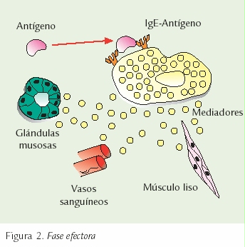 Mecanismos de hipersensibilidad y alergia