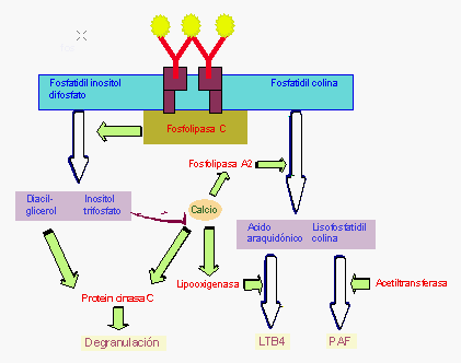 Mecanismos de hipersensibilidad y alergia