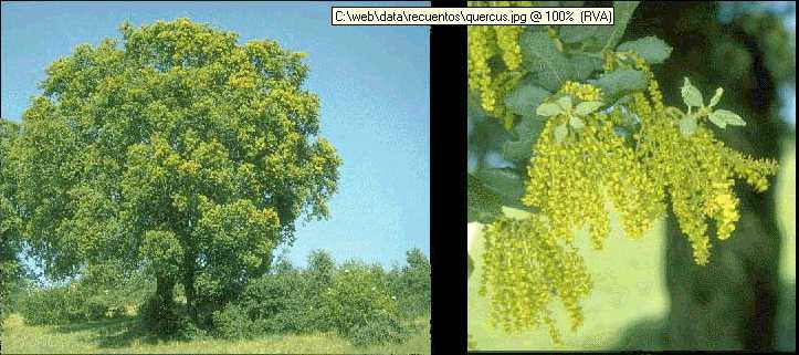 Quercus