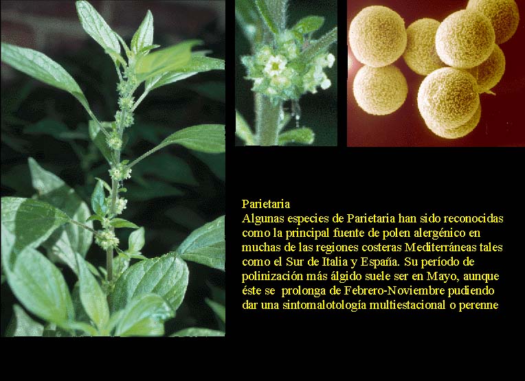 Parietaria