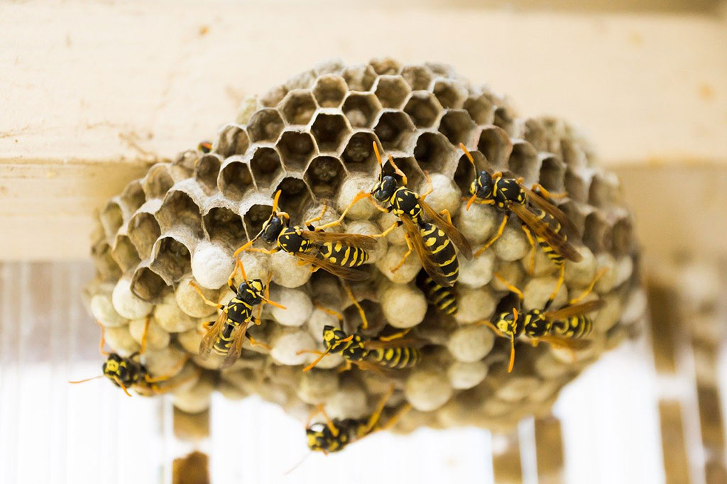 Alergia al veneno de himenopteros